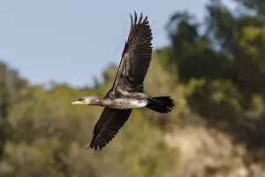Suliformes: Great Cormorant - in flight - Ciudad Real, Castilla