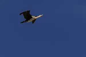 Suliformes: Great Cormorant - in flight - Ciudad Real, Castilla