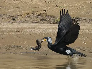 Carbo: Great Cormorant - in flight with fish Phalacrocorax