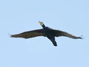 Phalacrocorax: Great Cormorant - in flight Phalacrocorax carbo