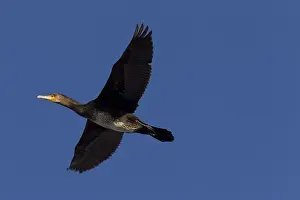 280917: Great cormorant - in flight - Sweden