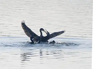 Phalacrocorax: Great Cormorant - flighting backlit Phalacrocorax
