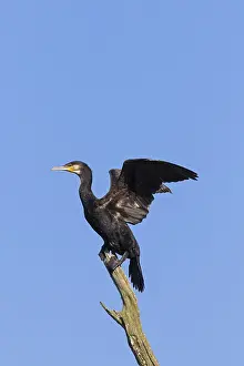 Carcass: Great cormorant, great black cormorant (Phalacrocorax
