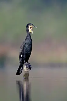 Pushes: Great Cormorant - male in breeding colours - mouth