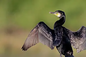 Tinged: Great Cormorant - male in breeding colours showing