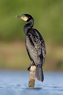 Tinged: Great Cormorant - male in breeding colours showing