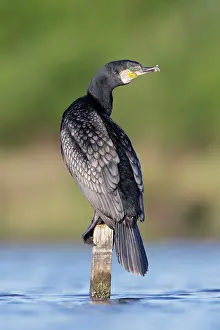 Tinged: Great Cormorant - male in breeding colours showing