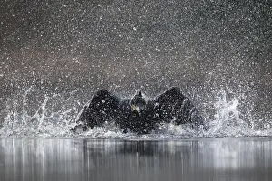 Bathing: Great Cormorant (Phalacrocorax carbo) bathing
