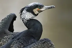 Drying: Great Cormorant (Phalacrocorax carbo) in breedi
