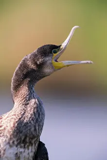 Carbo: Great cormorant (Phalacrocorax carbo), calling