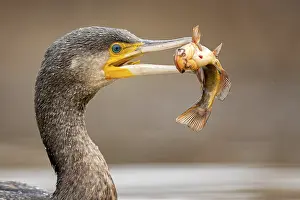 Hunt: Great Cormorant (Phalacrocorax carbo) with captured Black bullhead (Ameiurus melas) prey in beak