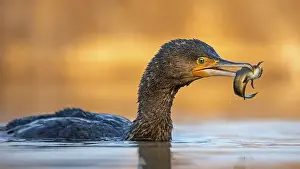 Hunt: Great Cormorant (Phalacrocorax carbo) with captured Black bullhead (Ameiurus melas) prey in its beak
