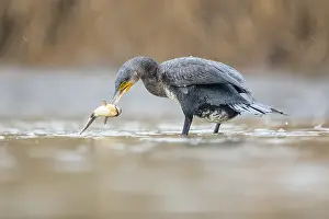 Bacs: Great Cormorant (Phalacrocorax carbo) catching