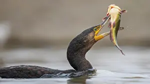 Hunt: Great cormorant (Phalacrocorax carbo) with catfi