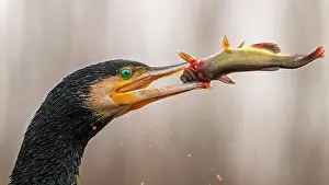 Catfish: Great cormorant (Phalacrocorax carbo) with catfish