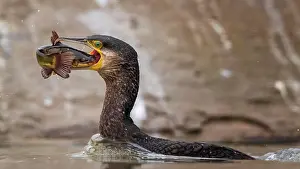 Catfish: Great cormorant (Phalacrocorax carbo) with catfish