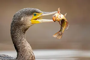 Hunt: Great cormorant (Phalacrocorax carbo) with catfish