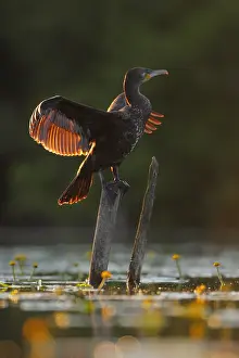 Picket: Great Cormorant (Phalacrocorax carbo) drying its