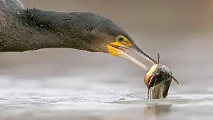 Kiskunsg: Great cormorant (Phalacrocorax carbo) with dwarf