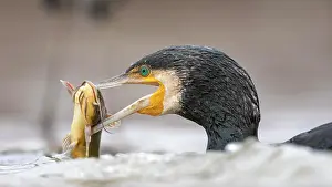 Kiskunsg: Great cormorant (Phalacrocorax carbo) with dwarf
