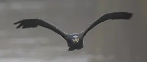 Phalacrocorax: Great Cormorant (Phalacrocorax carbo) flying th
