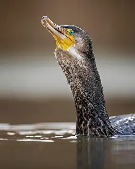 Kiskunsg: Great cormorant (Phalacrocorax carbo) with gobbled