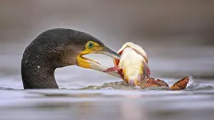 Catfish: Great cormorant (Phalacrocorax carbo) hunting, foraging