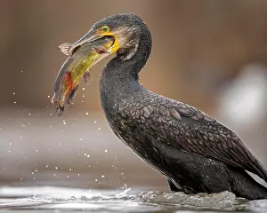 Catfish: Great cormorant (Phalacrocorax carbo) hunting, foraging