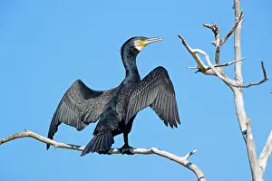 Danube: Great cormorant (Phalacrocorax carbo) lets sun dry
