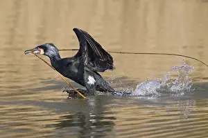 Phalacrocorax: Great cormorant (Phalacrocorax carbo) with nest