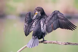 Preen: Great cormorant (Phalacrocorax carbo) in plumage