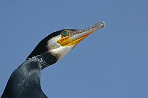 Phalacrocorax: Great Cormorant (Phalacrocorax carbo) portait