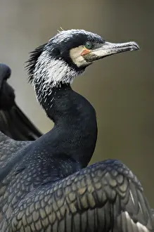 Drying: Great Cormorant (Phalacrocorax carbo) portrait