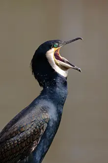 Phalacrocorax: Great Cormorant (Phalacrocorax carbo sinensis)
