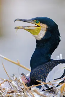 Phalacrocorax: Great cormorant (Phalacrocorax carbo) sits with