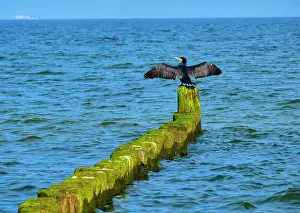 Groyne: Great cormorant (Phalacrocorax carbo) sitting on