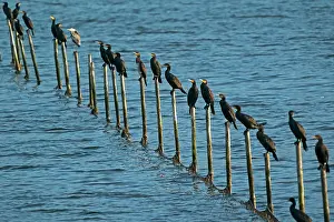 Piling: Great cormorant (Phalacrocorax carbo) sitting on