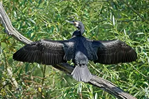 Spreads: Great cormorant (Phalacrocorax carbo) spreads wings