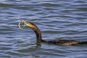 Cable: Great cormorant (Phalacrocorax carbo) swimming along