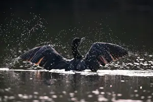 Start: Great cormorant (Phalacrocorax carbo) takes off