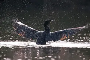 Start: Great cormorant (Phalacrocorax carbo) takes off