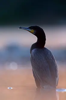Backlightings: Great cormorant (Phalacrocorax carbo) in a Vosges