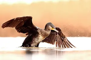 Phalacrocoracidae: Great Cormorant (Phalacrocorax carbo) wings spread