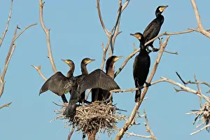 Danube: Great cormorant (Phalacrocorax carbo), young birds