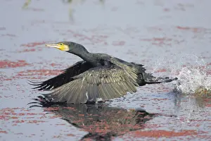 Ghana: Great Cormorant - Taking off across water - Keoladeo
