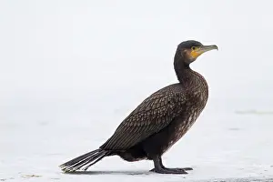 Phalacrocorax: Great Cormorant - young standing on ice