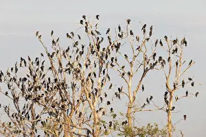 Death: Great cormorants