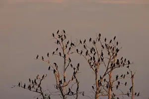 Death: Great cormorants