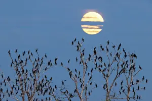 Death: Great cormorants