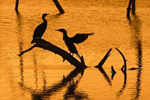Carcass: Two great cormorants perched on dead tree trunk